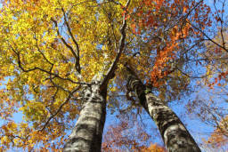 紅葉のブナを見上げる