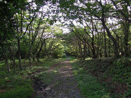 歩き始めは樹林の中