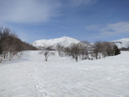 植林を抜けると雪原