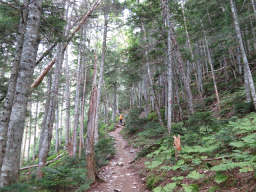 樹林帯の登りが続く