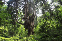 推定樹齢800年の乳杉