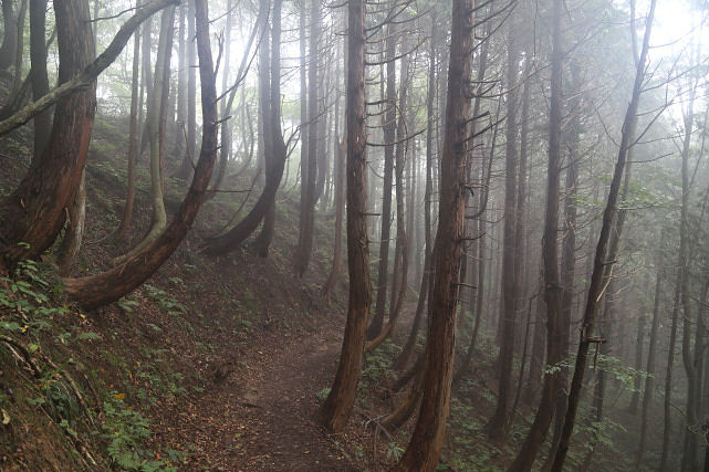 樹林帯を下る