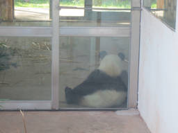 広州動物園のパンダ