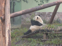 動物園のパンダ