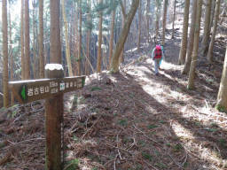 道のほとんどは樹林帯