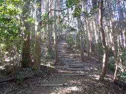 階段を上ると林道