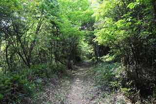 新緑の尾根を歩く