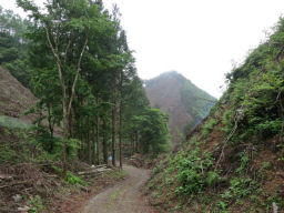 伐採しまくりで丸裸の山