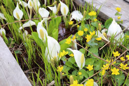 木道の間にあふれる水芭蕉