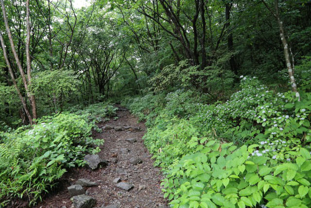 道脇には様々な植生 