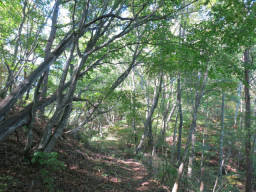 樹林帯の山道へ