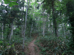 まだ薄暗い樹林帯 