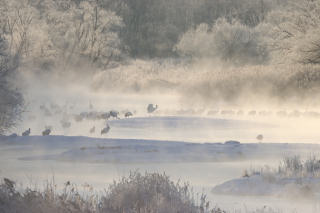 早朝の雪裡川