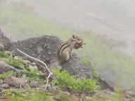 エゾシマリス