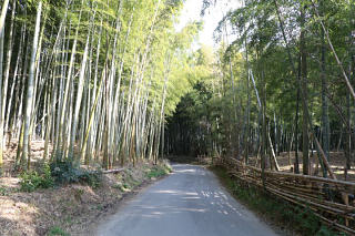 竹林と加工所が多い