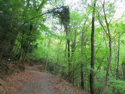 新緑の林道を歩く