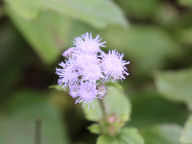 沖縄の花２