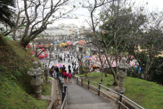 名護中央公園では桜祭り