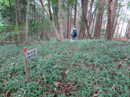 三国峠みちから作業道を下る