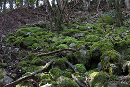 苔むした岩の前を通過