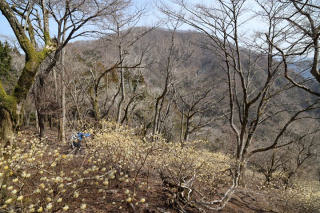 ミツマタと権現山