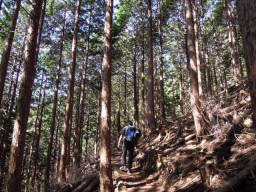 樹林帯の登りが続く