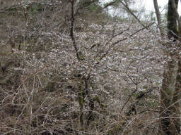 ヤマ桜