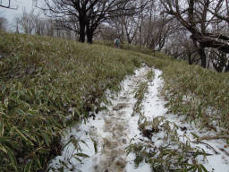 クマザサ帯は積雪