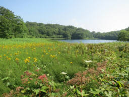 湿原のお花畑