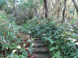 登山道は階段