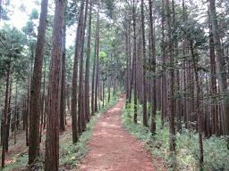 登山道は良く整備されている