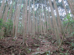 植林帯の急登（ヒルの巣窟）