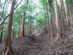 植林帯に突入