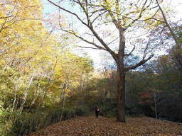 中川沿いの土手を歩く