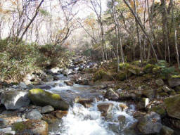 沢に入って遡行開始