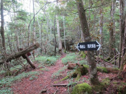 ひたすら樹林帯