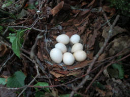 地面に鳥の巣？