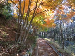 紅葉の下を歩く