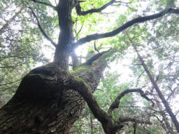 下山時に気づいた巨木