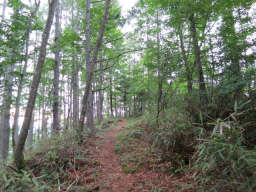 左手の山道へ