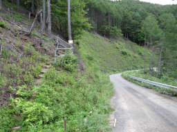 一度林道に降り、再び山道へ