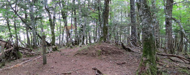 眺めのない樹林の中の山頂