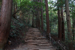 よく整備された登山道