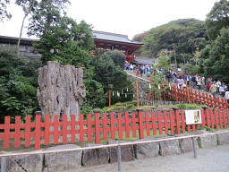 鶴岡八幡の銀杏の木